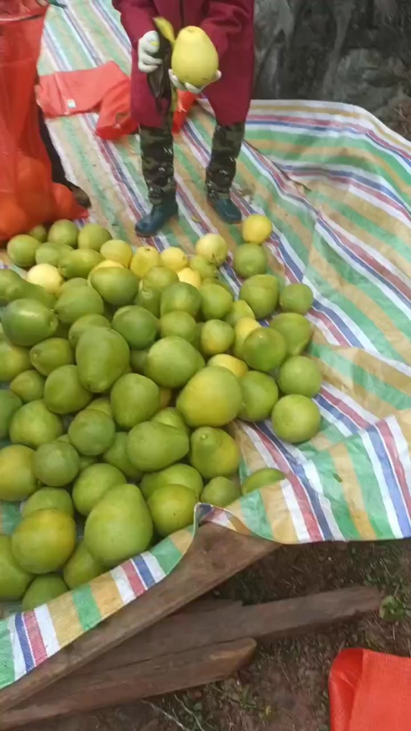 湖南香柚冰