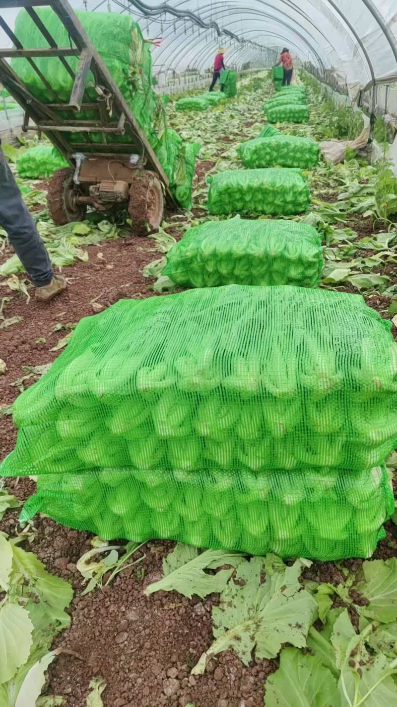 芥菜大量供应市场。工厂