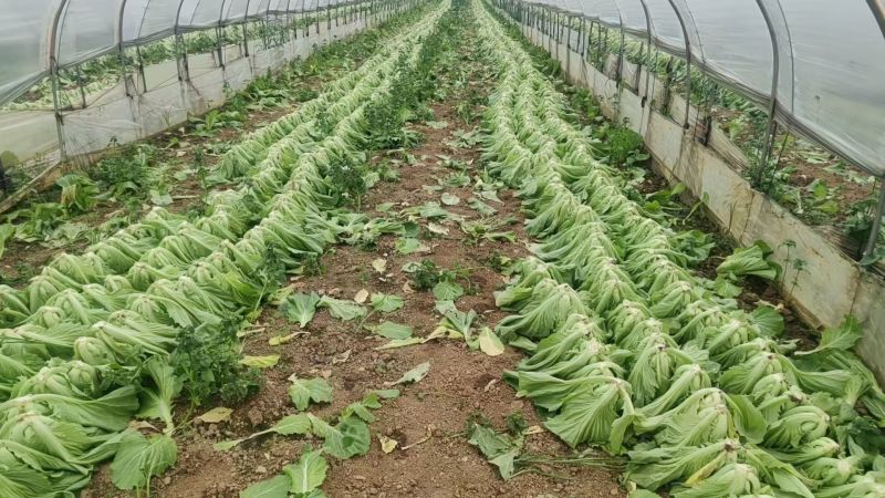 芥菜大量供应市场。工厂
