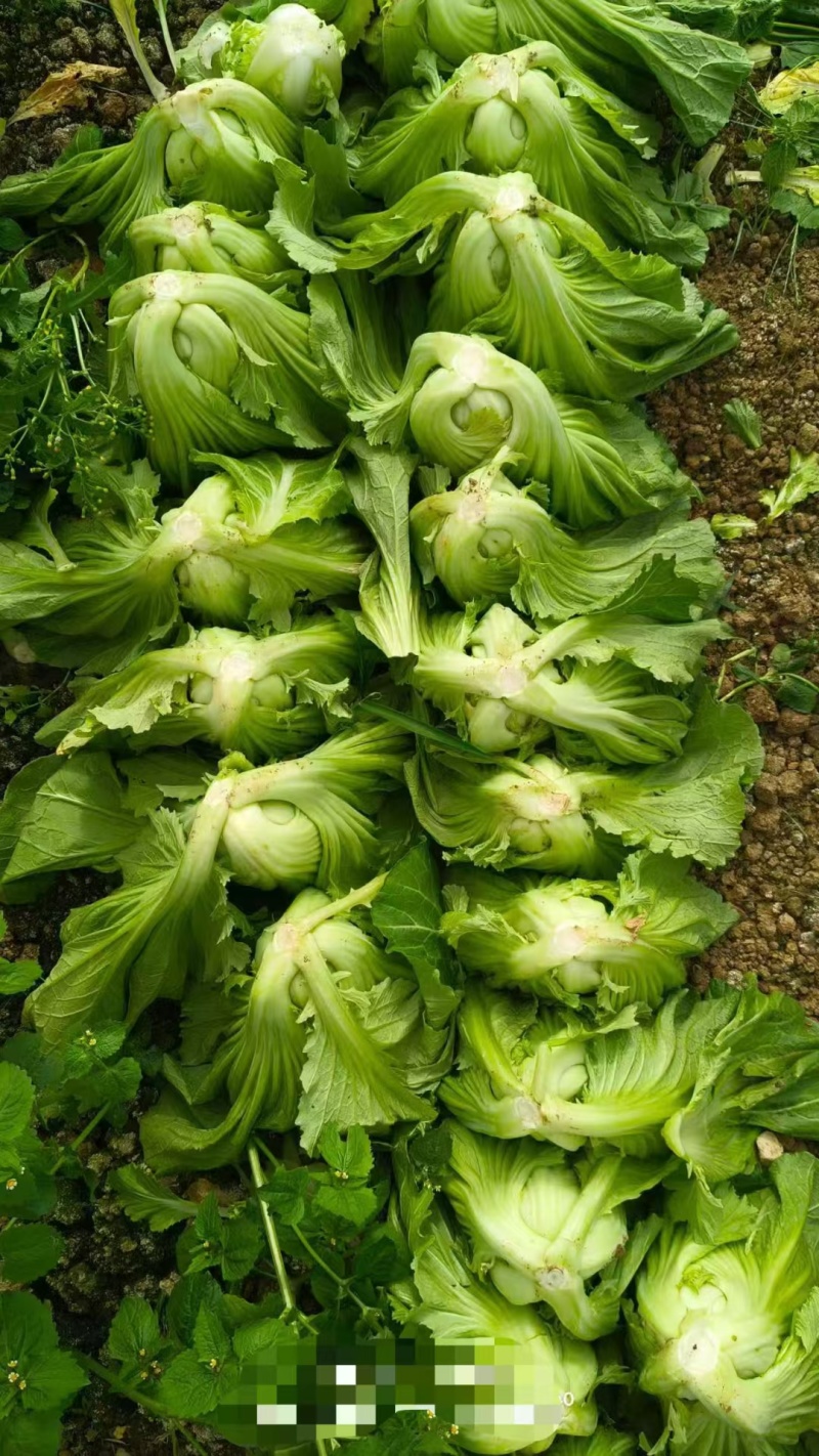 芥菜大量供应市场。工厂
