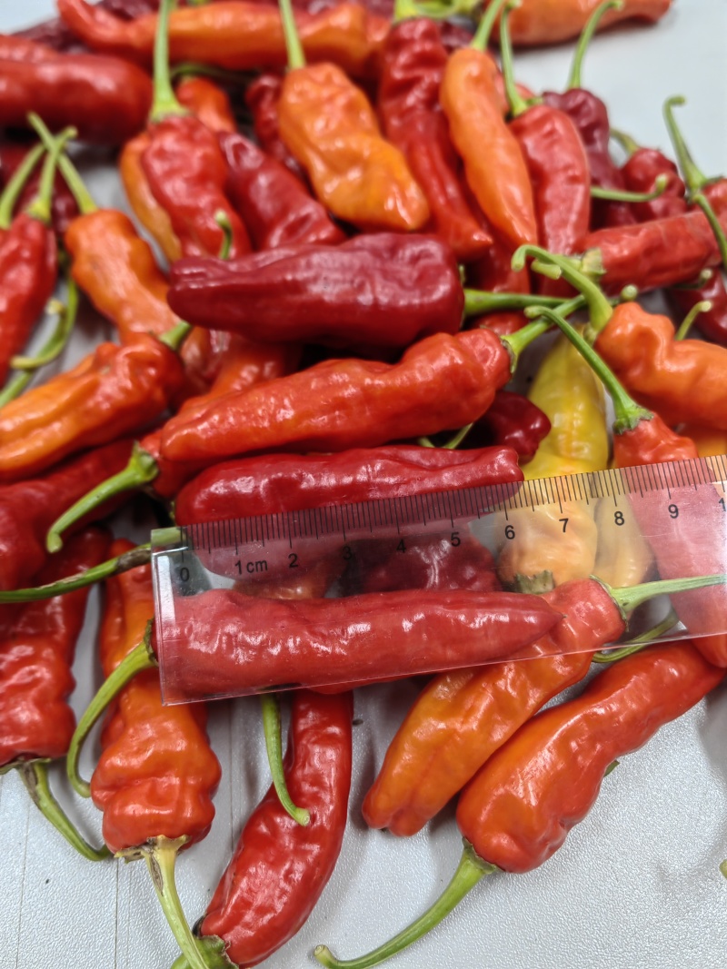 红米椒货源产地直发品质保证，新鲜现货，量大从优！