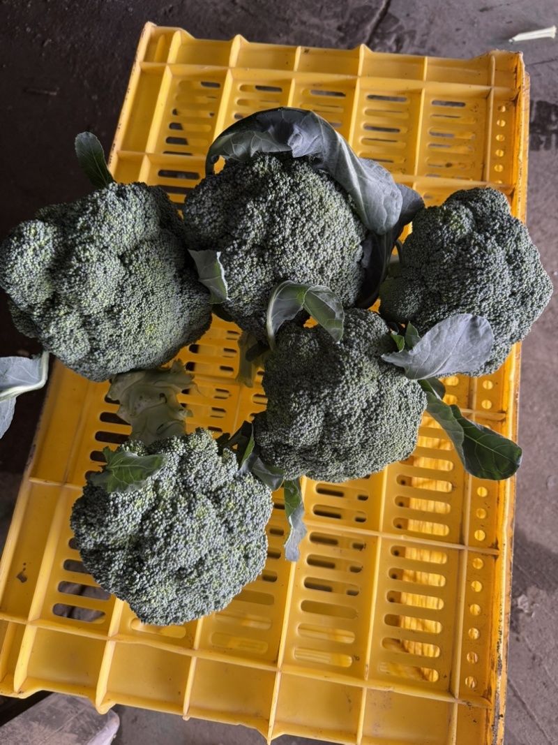 宁夏精品西兰花大量上市