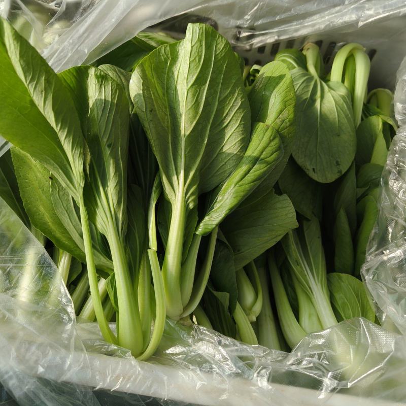 上海青大量供应价格美丽质量好