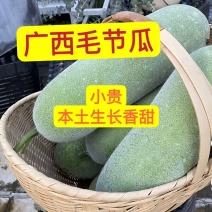 《畅销推荐》广西毛节瓜基地直发保质保量一条龙服务对接全