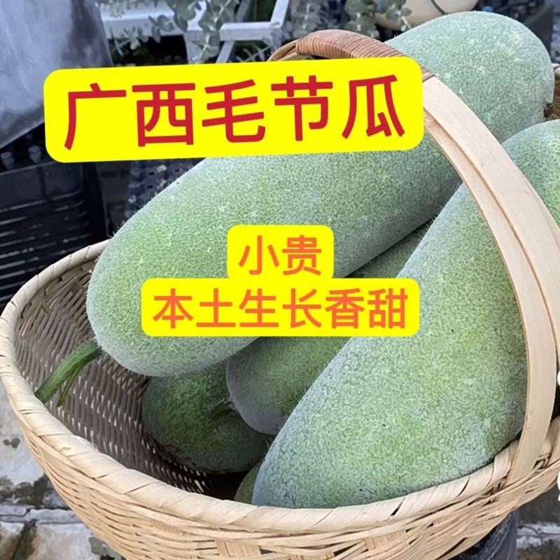《畅销推荐》广西毛节瓜基地直发保质保量一条龙服务对接全