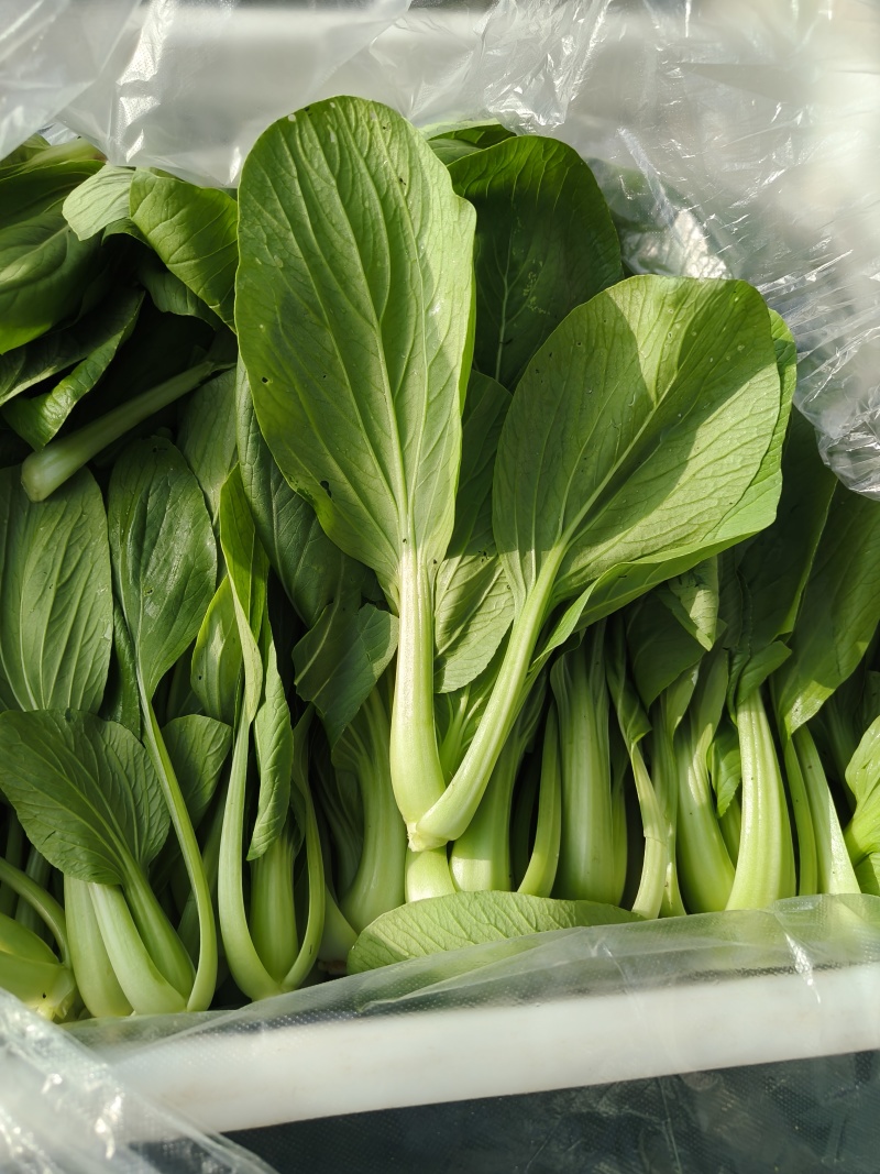 上海青大量供应价格美丽质量好