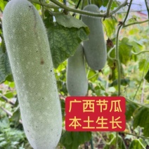 《精选》广西毛节瓜基地直发对接商超团购一条龙服务