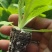 黄心白菜苗