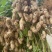 白沙系列花生山东花生，大量现货供应，规格品种齐全代发全国