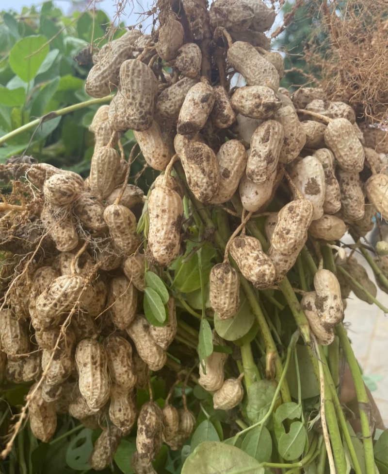 白沙系列花生山东花生，大量现货供应，规格品种齐全代发全国