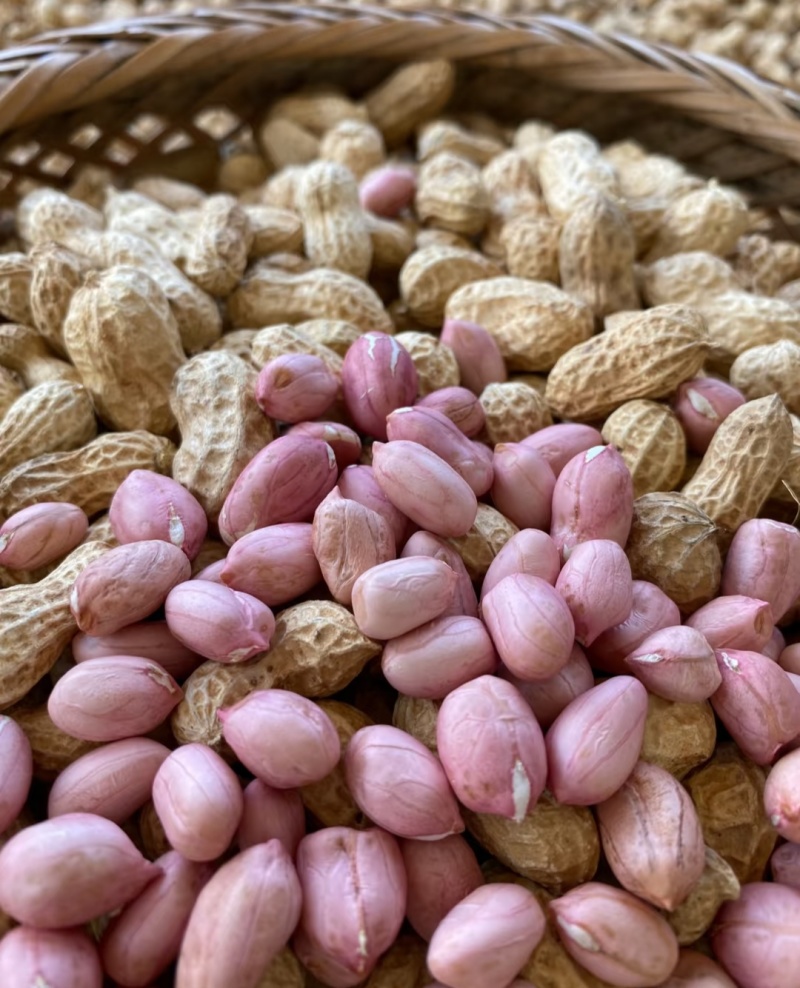白沙系列花生山东花生，大量现货供应，规格品种齐全代发全国