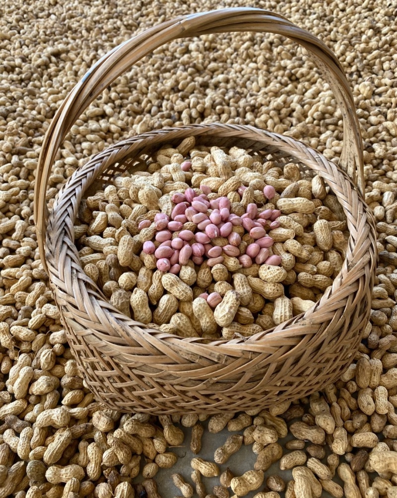白沙系列花生山东花生，大量现货供应，规格品种齐全代发全国