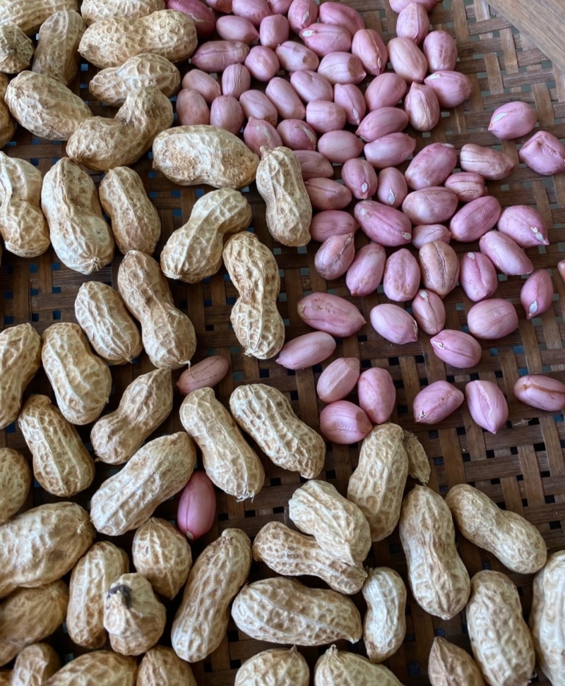 白沙系列花生山东花生，大量现货供应，规格品种齐全代发全国