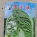 黄心白菜苗