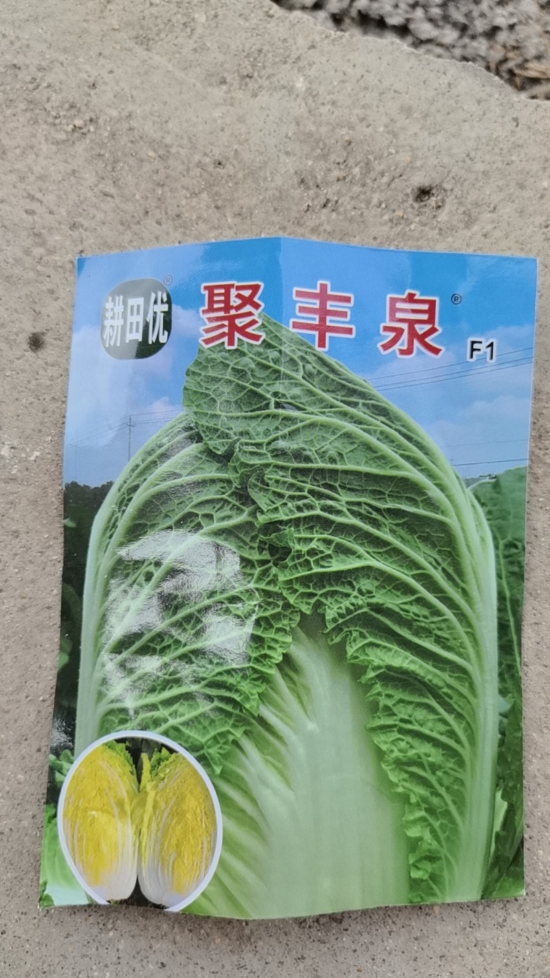黄心白菜苗