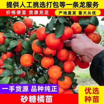 【优质砂糖橘苗】金秋砂糖橘苗无核砂糖橘颜色红亮
