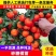 【优质砂糖橘苗】金秋砂糖橘苗无核砂糖橘颜色红亮