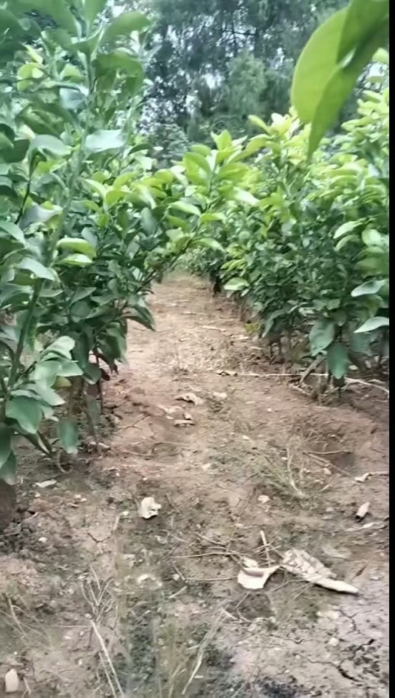 【优质砂糖橘苗】金秋砂糖橘苗无核砂糖橘颜色红亮