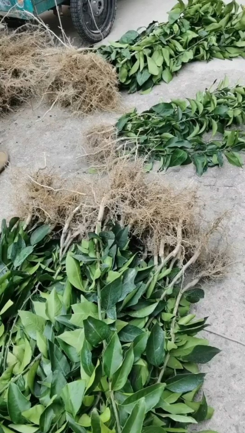【优质砂糖橘苗】金秋砂糖橘苗无核砂糖橘颜色红亮