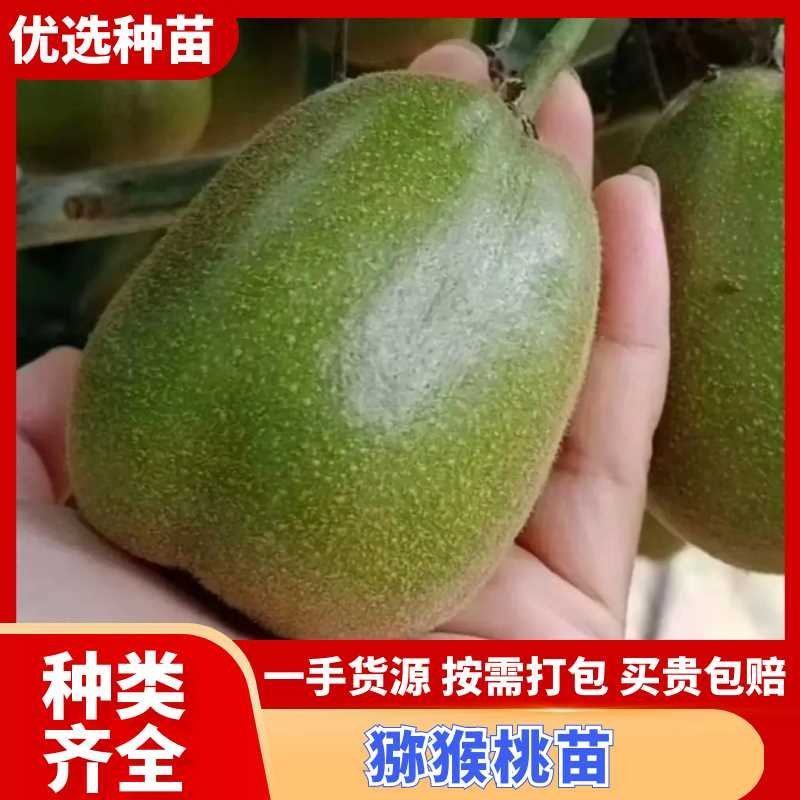 【热卖】猕猴桃苗水杨桃嫁接红心，黄心绿心，G3猕猴桃苗