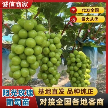 【阳光玫瑰苗】葡萄苗河北阳光玫瑰秒基地直供产地发货
