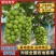 【阳光玫瑰苗】葡萄苗河北阳光玫瑰秒基地直供产地发货