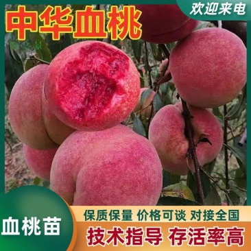 [热卖]锦绣黄桃苗，金灿，突/，金魁，金蜜，金铭，金凤