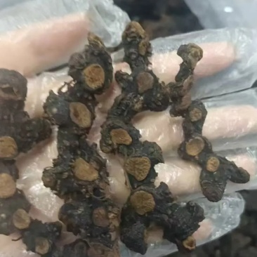 黄精九蒸九晒古法炮制，泡酒煮水汤汁浓稠持久，回味无穷