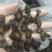 黄精九蒸九晒古法炮制，泡酒煮水汤汁浓稠持久，回味无穷