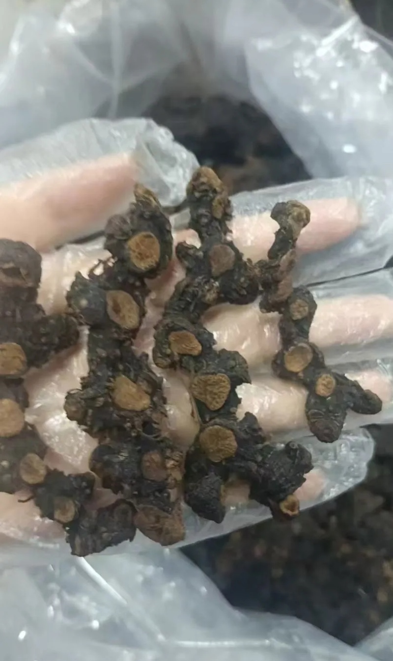黄精九蒸九晒古法炮制，泡酒煮水汤汁浓稠持久，回味无穷
