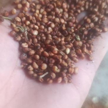 出售红婴子高梁。量大有需要的联系，电话177182399