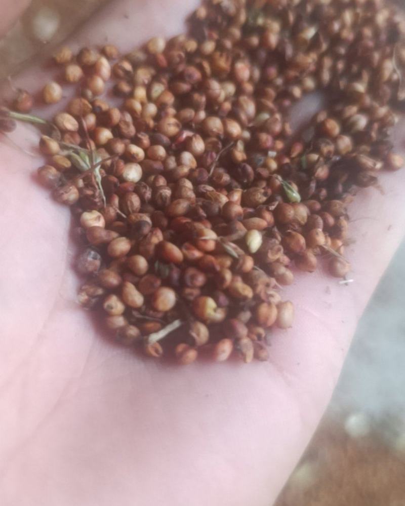 出售红婴子高梁。量大有需要的联系，电话177182399