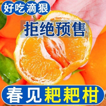 《柑桔苗》春见耙柑成活率高根系发达泥浆保湿基地直发