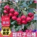(精选)甜红子山楂/新鲜现摘/对接电商平台团购代发等