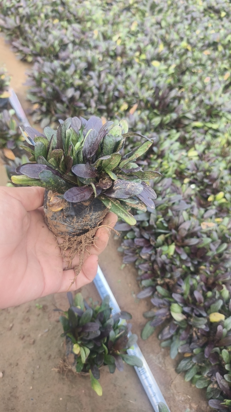 筋骨草