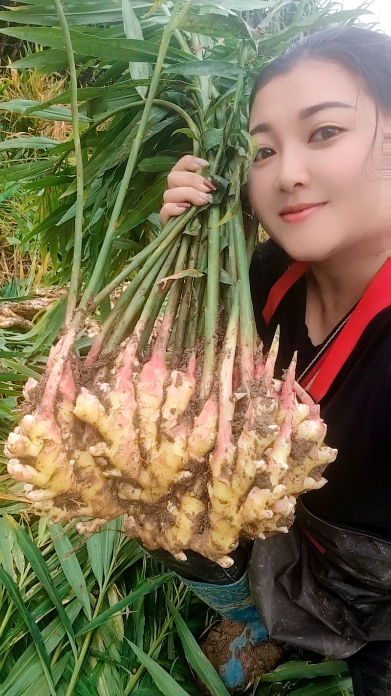 湖南二号姜