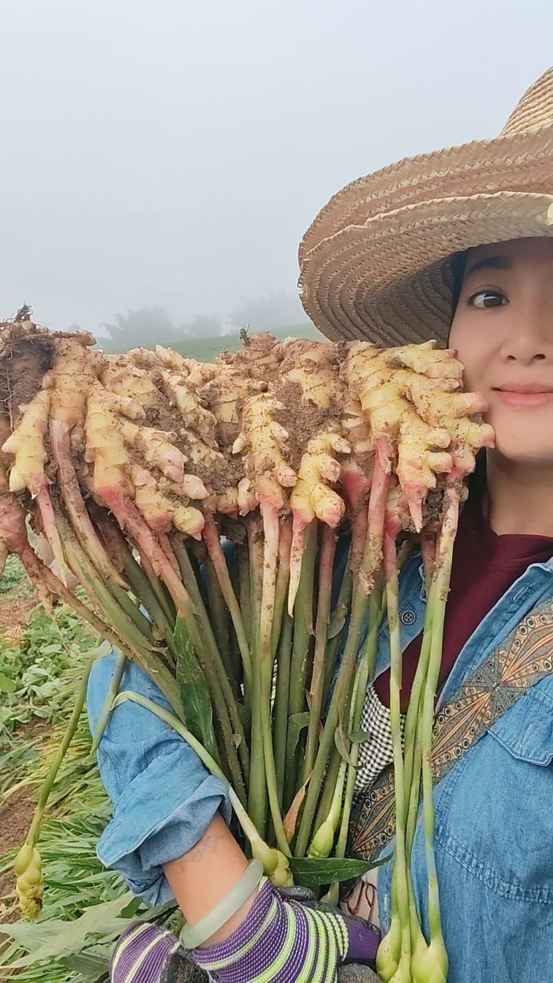 湖南二号姜