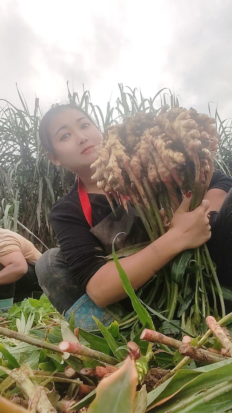 湖南二号姜