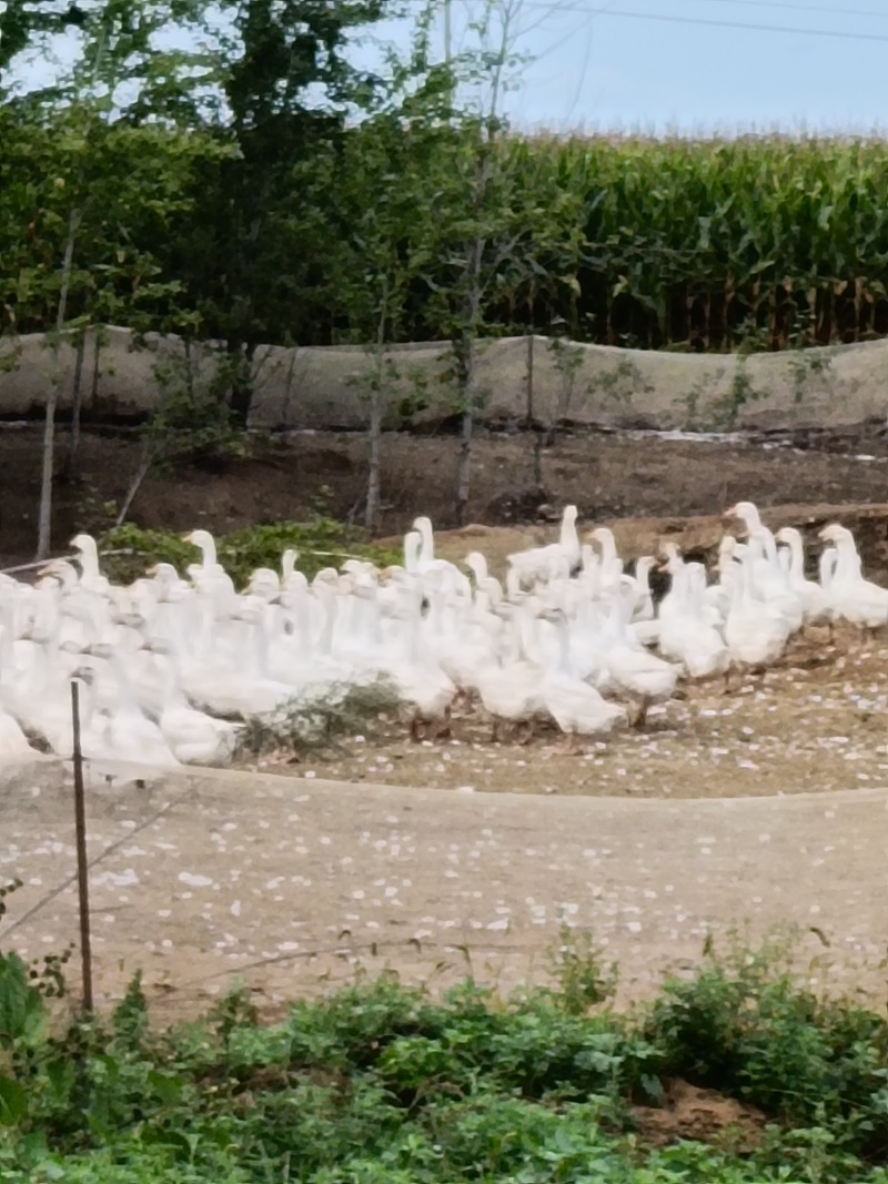 大鹅