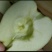 甘肃天水花牛苹果自家种植，无打蜡，按箱发货，一箱十斤包邮