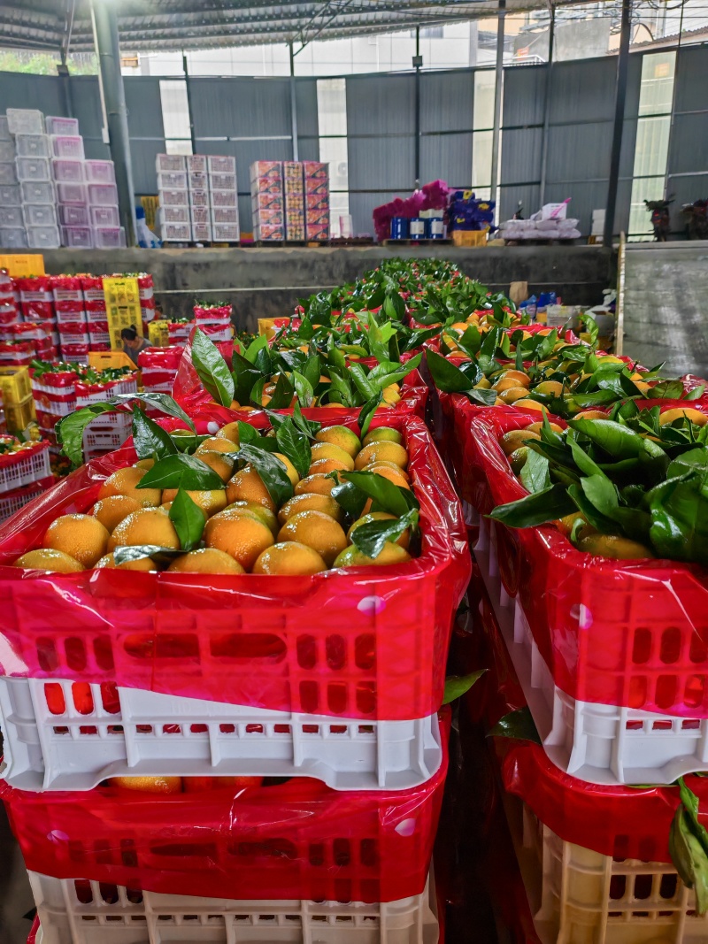 精品蜜桔，广西产地址发特早密桔量大供应货源