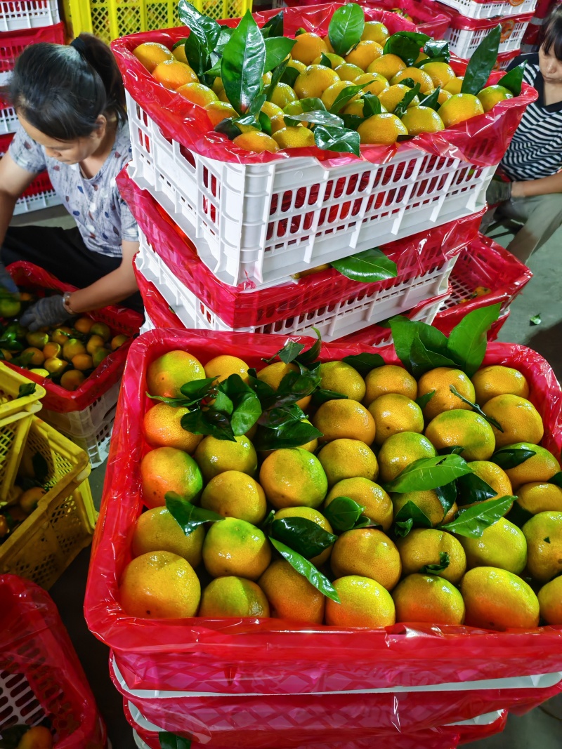 精品蜜桔，广西产地址发特早密桔量大供应货源