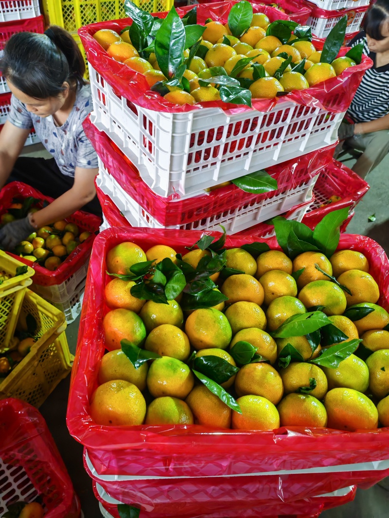精品蜜桔，广西产地址发特早密桔量大供应货源