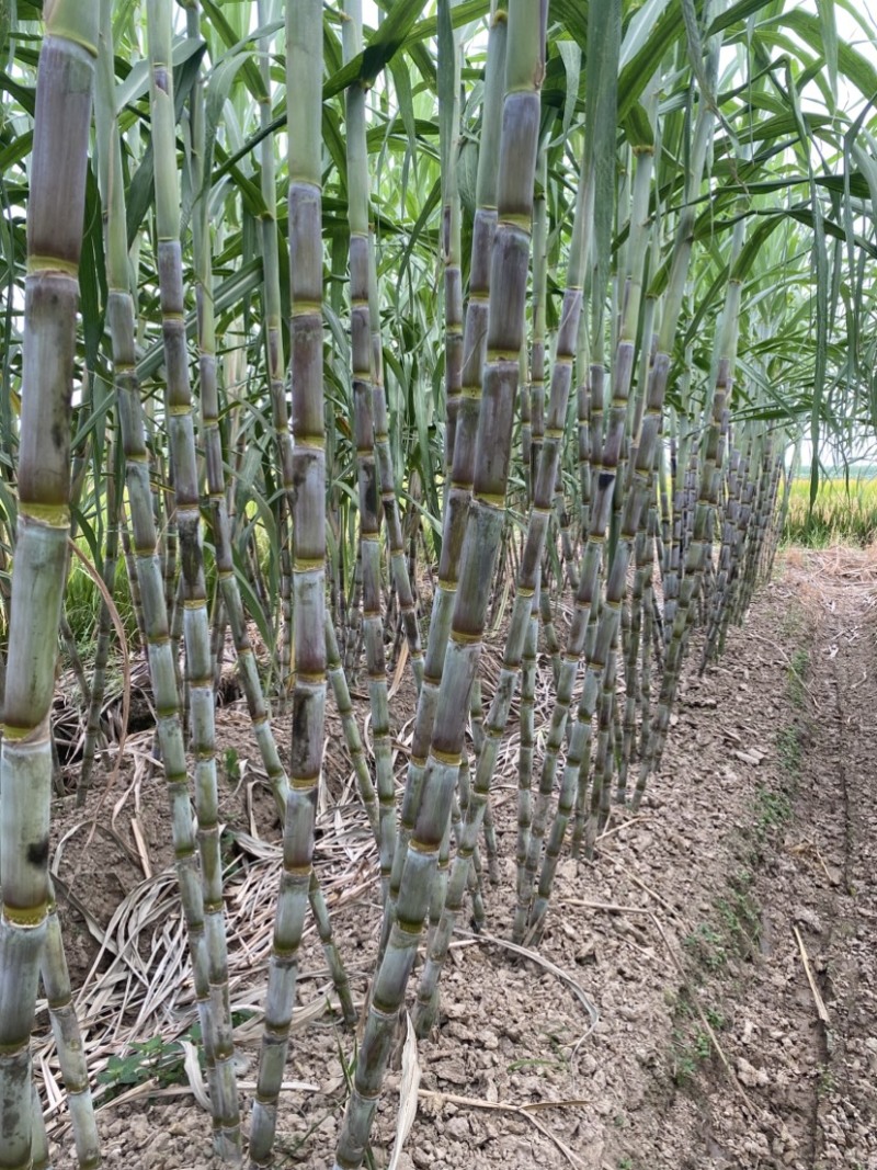青皮精品甘蔗国庆节上市对接全国市场商超团购