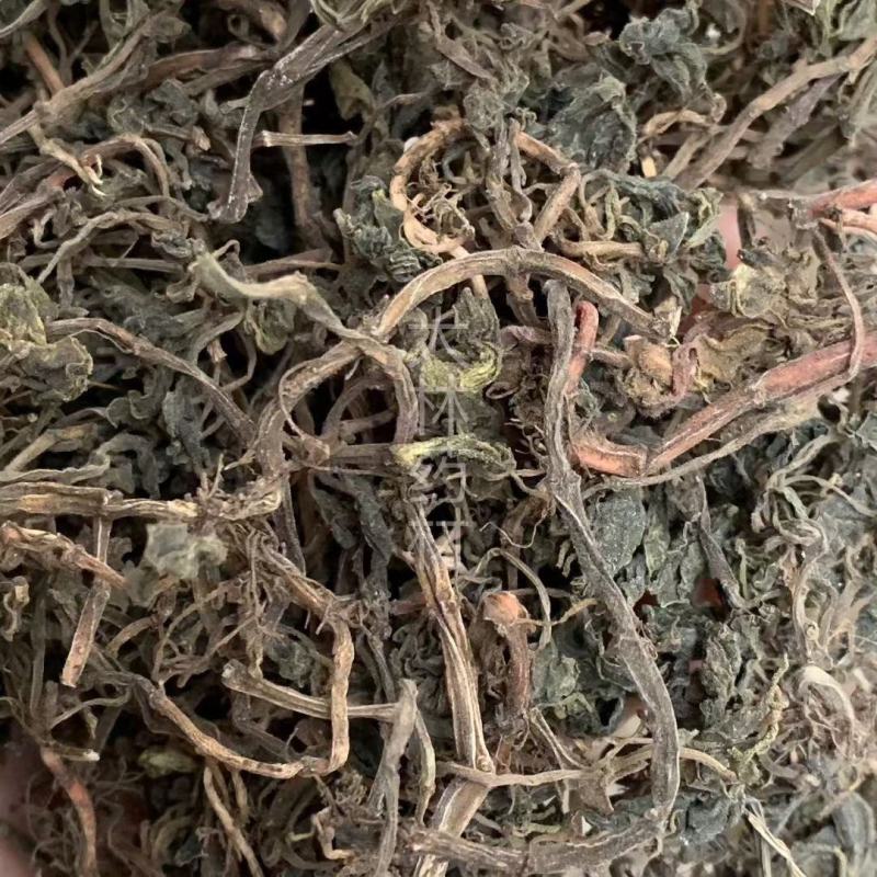 石蝉草【包邮】三斤起发货可批量可零售量大从优