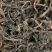 石蝉草【包邮】三斤起发货可批量可零售量大从优