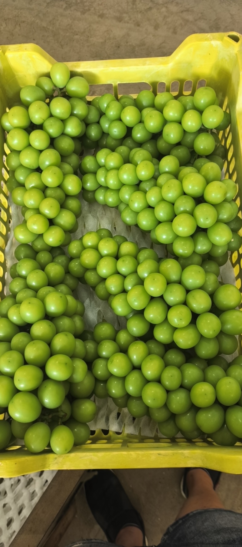 精品辽南阳光玫瑰大量库存