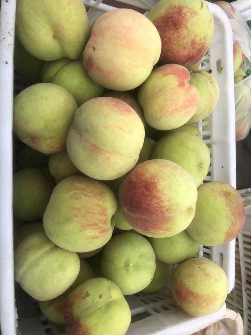 中秋红脆桃