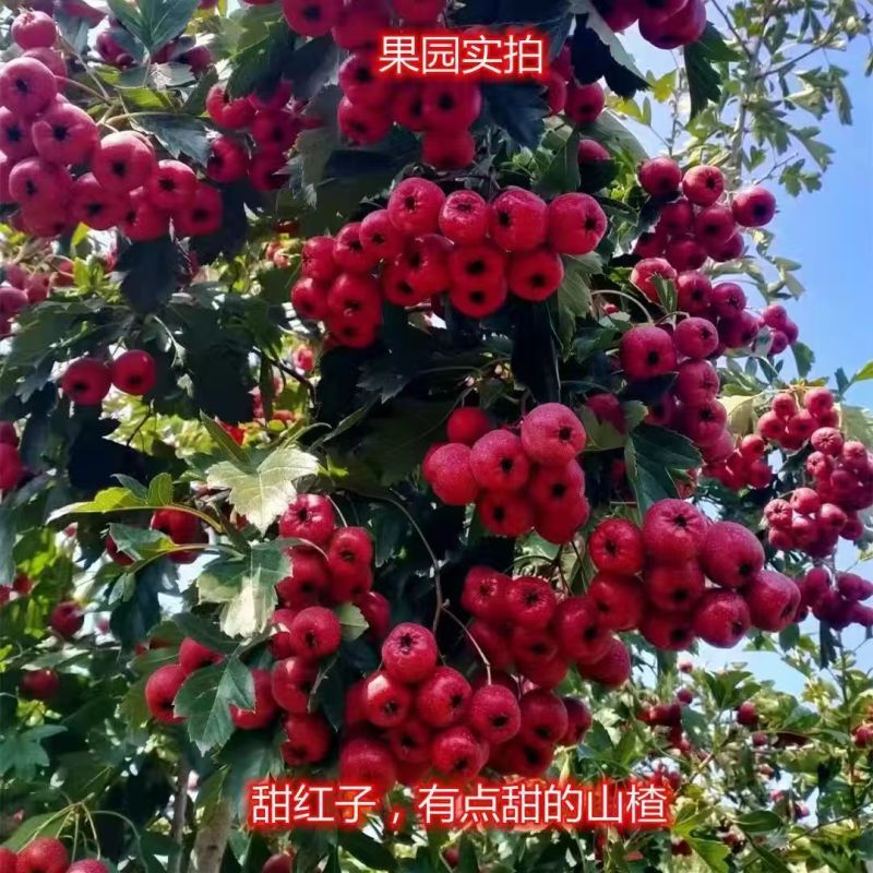 《甜红子山楂》产地现摘/对接电商平台一件代发团购带货等
