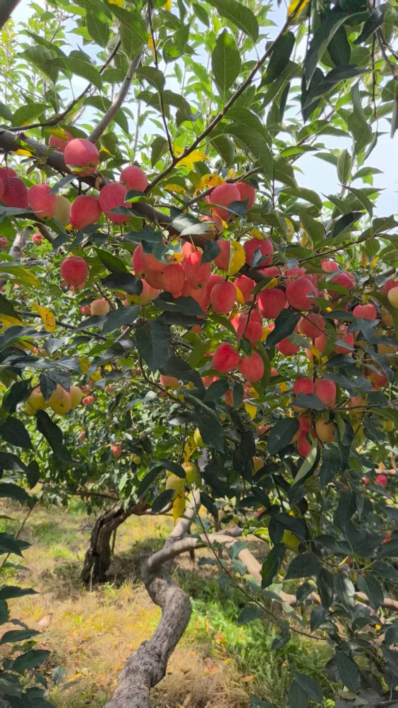 东北鸡心果大量接单品质保证诚信合作欢迎来电咨询